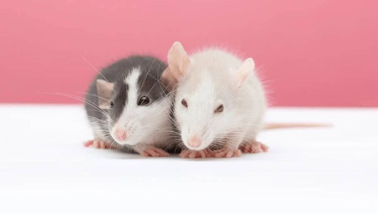 ¿Qué interpretación tiene soñar con ratas? (Shutterstock)