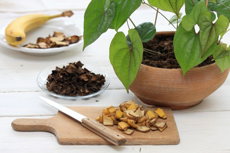 Las plantas que debes poner en el interior de tu casa para atraer la concentración Foto: Shutterstock