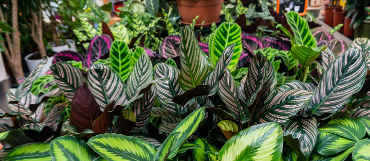 Jardinería. Calathea, ideal para casas con niños. Jardinería. Calathea, ideal para casas con niños.