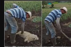 la repudiable escena viral: el granjero entierra vivo a un perrito la repudiable escena viral: el granjero entierra vivo a un perrito