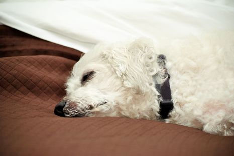 Soñar es una de las razones principales por las que tu mascota parece “correr” mientras descansa. Foto: Shutterstock Soñar es una de las razones principales por las que tu mascota parece “correr” mientras descansa. Foto: Shutterstock