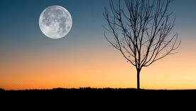 ¿La viste?: Luna de nieve, la brillante y última superluna del año