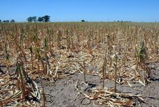 La sequía hace estragos en algunas zonas productivas y obliga a los agricultores a extremas las medidas para salvar la cosecha. Foto: EFE