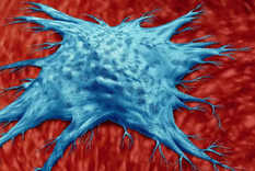 El número de células zombis en nuestro organismo aumenta a medida que envejecemos Foto: GETTY IMAGES