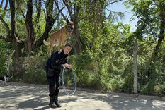 Escuadra Fiel, la querida división de perros entrenados por la Policía de la Ciudad. Foto: Victoria Urruspuru / MDZ Escuadra Fiel, la querida división de perros entrenados por la Policía de la Ciudad. Foto: Victoria Urruspuru / MDZ