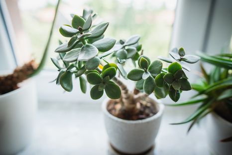 JARDÍN LA CRASSULA OVATA ES UNA POPULAR SUCULENTA QUE, PARA LA CULTURA CHINA, ES DE LA BUENA SUERTE. Foto: Shutterstock