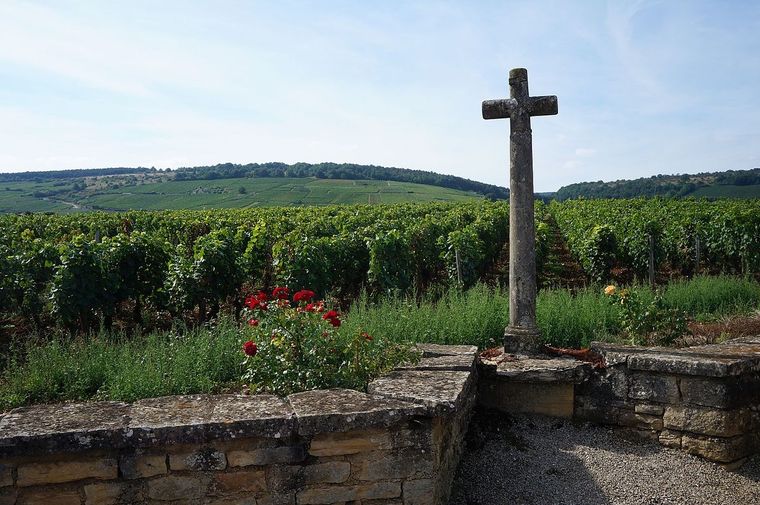 Un lugar único para el vino