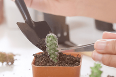 Reproducir tus cactus es útil y una forma de conectar con la naturaleza. Foto: Archivo