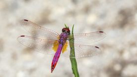 La visita de libélulas en el hogar son siempre bien recibidas. En esta nota te contamos porqué y cuál es su significado Foto: wikipedia