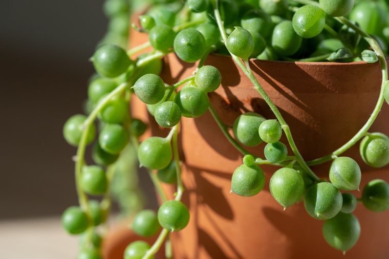 En resumen, el Senecio rowleyanus es una opción decorativa, resistente y de bajo mantenimiento. Foto: Shutterstock