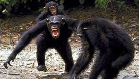 Los motivos detrás de la sangrienta Guerra de los 4 años entre chimpancés, la única de este tipo documentada