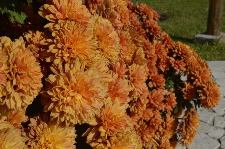Halloween Cómo decorar el jardín en el día de los muertos Foto: Wunderstock