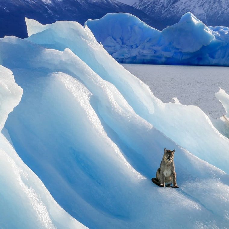 El puma fue visto en el Lago Argentino. Foto: Foto: Cortesía Luis Alejandro Acharez