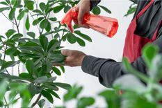 JARDÍN Aplicar abonos en las plantas garantizará su salud Foto: shutterstock