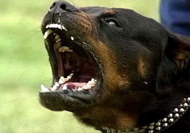 Imagen de un Rottweiler. Foto: Web