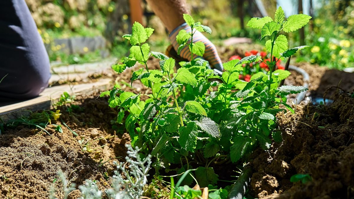Las plantas que alejan ratas del patio y muchas personas ya usan en casa