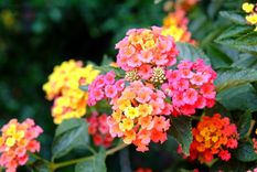 Soporta muy bien el calor. Foto: Fuente: Shutterstock