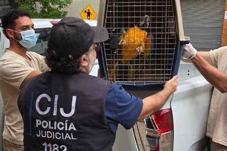 Rescatan a guacamayos y un tucán víctimas del tráfico ilegal en un consultorio de Almagro.
