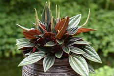 La planta indicada para un cuidado fácil y para enamorarte de jardinería es la: Peperomia, tu aliada verde Foto: Pixabay