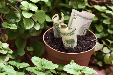 MDZol | Las plantas que atraerán buena fortuna en junio (Shutterstock).