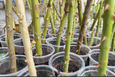 No te pierdas la oportunidad de tener tu propio rosal. Foto: Shutterstock No te pierdas la oportunidad de tener tu propio rosal. Foto: Shutterstock