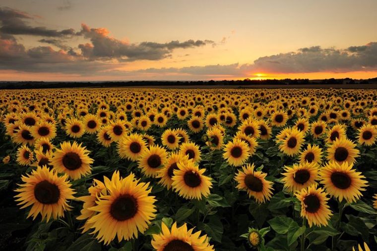 Los girasoles son plantas ornamentales que pueden cultivarse en maceta Foto: Acercandonaciones