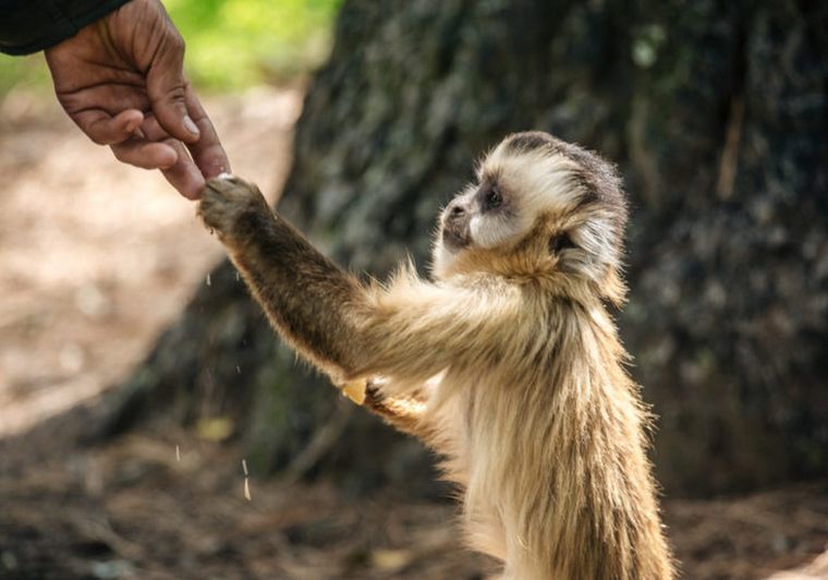 Fundado por María Alejandra Juarez y reconocido por el Instituto Jane Goodall y Proyecto Gran Simio (GAP), Proyecto Carayá se ubica en la provincia de Córdoba y es el primer y único centro de primates en Argentina. Foto: Foto Diego Eusebi para la página Proyecto Carayá