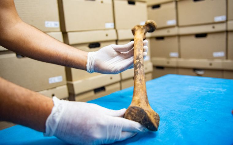La Osteoteca de Mendoza fue reconocida por la Sociedad Europea de Antropología Forense y posiciona a la UNCuyo en el escenario científico internacional.