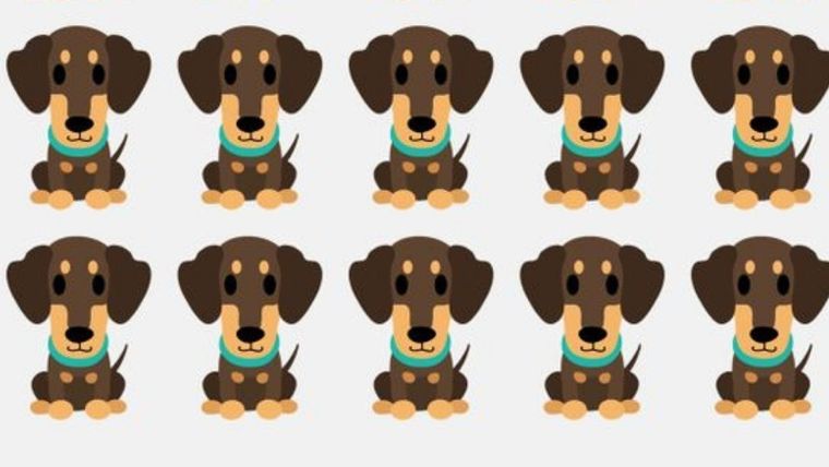 Acertijo visual, reto visual, cachorro