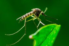 Con estas plantas te olvidarás de los mosquitos Foto: Shutterstock