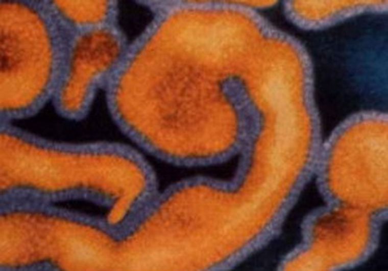 Hay miles afectados, temen una mayor propagación. Foto: BBC Mundo