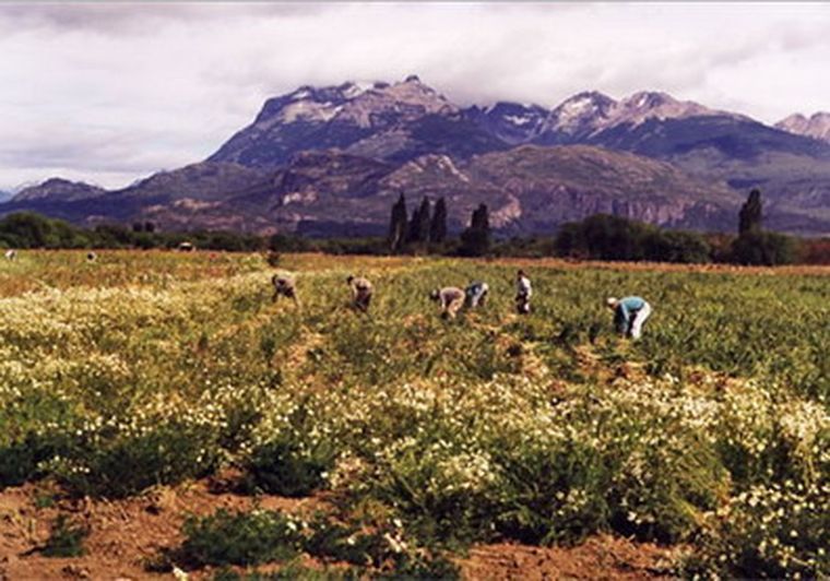 El ajo ahora es cosechado y acopiado. Foto: Instituto Nacional de Tecnología Agropecuaria