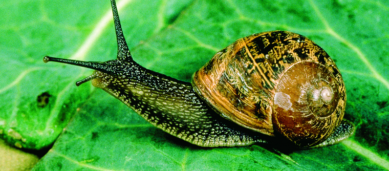 En los jardines. Por lo general los caracoles se mueven de noche. Foto: Gobierno de Australia - Departamento de Agricultura y Alimentos