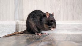Adiós a las ratas. Foto: Fuente: Shutterstock Adiós a las ratas. Foto: Fuente: Shutterstock