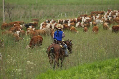 Los pastizales naturales son aliados estratégicos para la producción ganadera y contribuyen a mantener la biodiversidad. Los pastizales naturales son aliados estratégicos para la producción ganadera y contribuyen a mantener la biodiversidad.