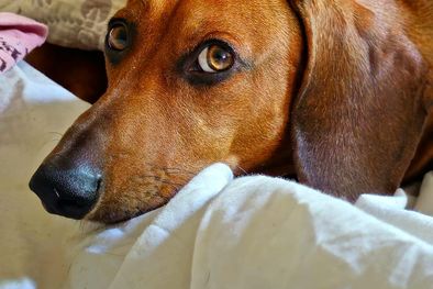 MDZol | En esta nota repasamos las palabras que mayor felicidad le provocan a los perros Foto: Rodrigo Carrizo
