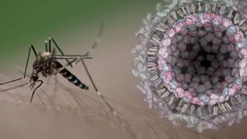 La fiebre de Chikungunya puso en alerta al sistema sanitario argentino.