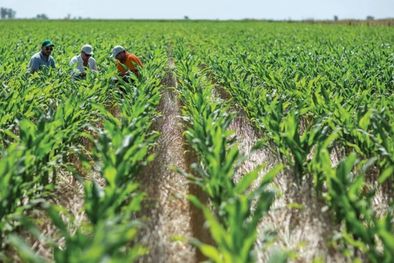MDZol | El beneficio de esto es para algunos productores que tengan la necesidad de liquidar ese maíz. Foto: MDZ