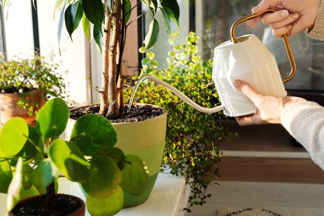 JARDÍN EL RIEGO DE LAS PLANTAS ES FUNDAMENTAL PARA NUTRIRLAS E HIDRATARLAS Foto: SHUTTERSTOCK