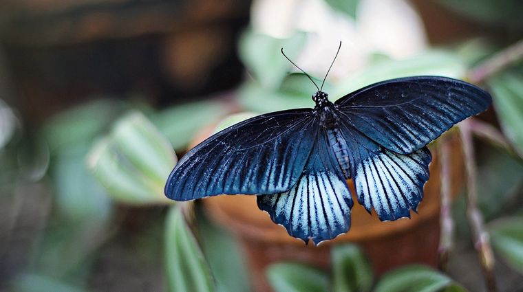 MARIPOSA Estos insectos reciben el nombre científico de lepidópteros Foto: Pixabay