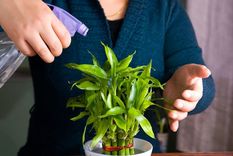 Elige las que más resuenen contigo y disfruta de sus beneficios. Foto: Archivo