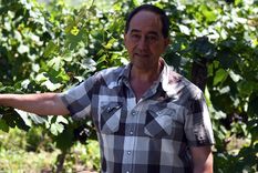 Alberto Cecchín, en pleno viñedo orgánico. La bodega es un paso obligado para un momento de turismo enológico diferente. Foto: Alf Ponce - MDZ