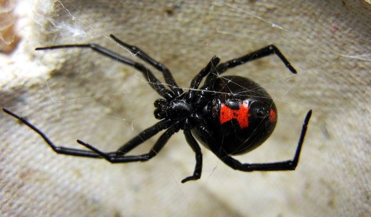 Viuda negra araña La viuda negra es letal para los seres humanos. Foto: Efe.