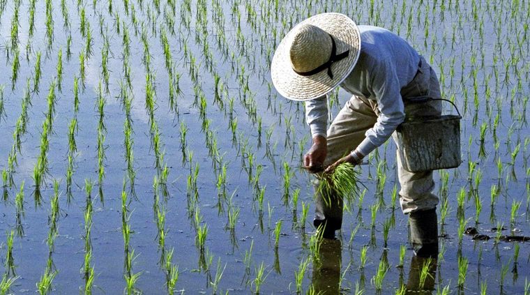 El cultivo de arroz en agua salada es un gran aporte científico. Foto: Indi100.