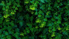 La hiedra es una de las plantas más resistentes y verdes para decorar cualquier parte del jardín. La hiedra es una de las plantas más resistentes y verdes para decorar cualquier parte del jardín.