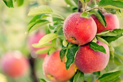 MDZol | árbol frutal manzano jardín