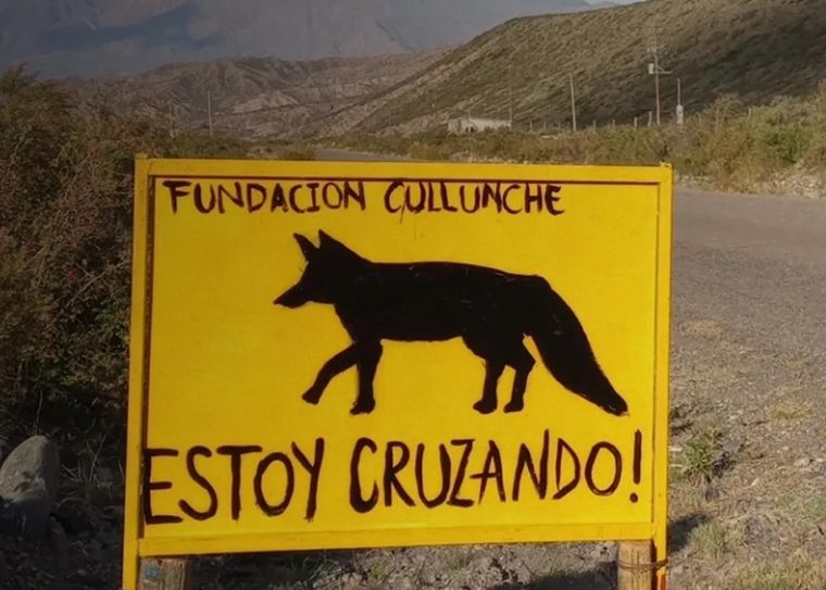 Especialistas sostienen que los atropellamientos de fauna son una de las amenazas más importantes para los ecosistemas que atraviesan las rutas.