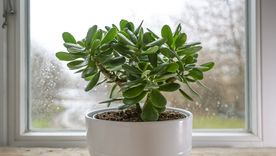 Seguí estos consejos para hacer florecer tu árbol de jade Foto: Fuente: Shutterstock