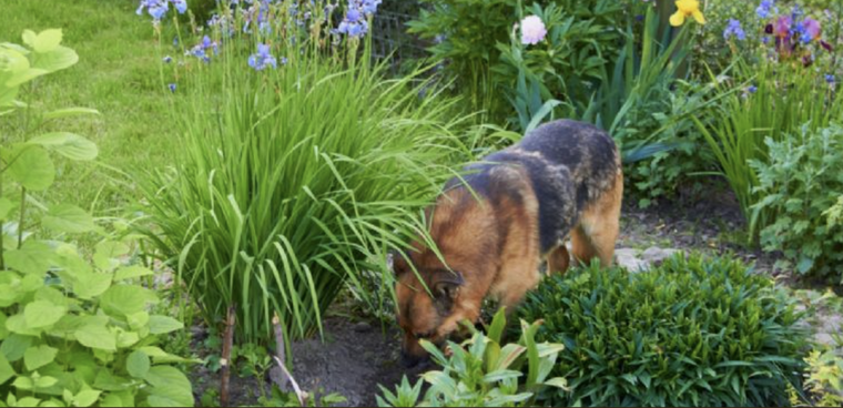 Los perros tienen un gran instinto de supervivencia que mantienen hasta el día de hoy Foto: Shutterstock