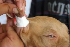 en que consiste el proyecto de ley de mendoza que prohibe las mutilaciones en mascotas